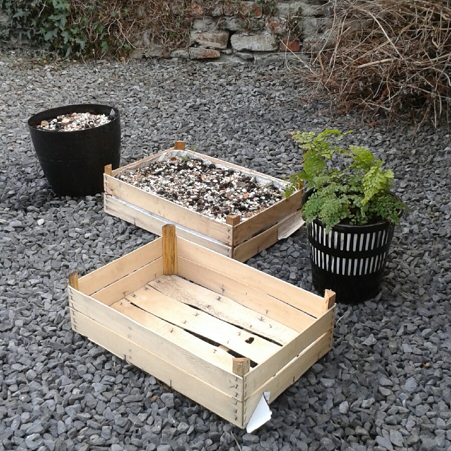 snarlybean's garden