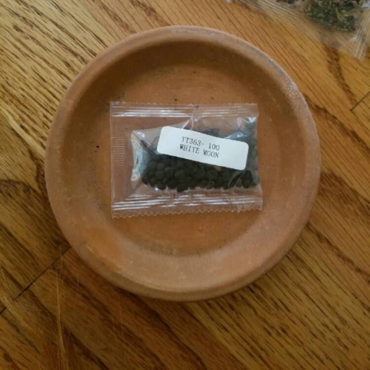 plant image 257247