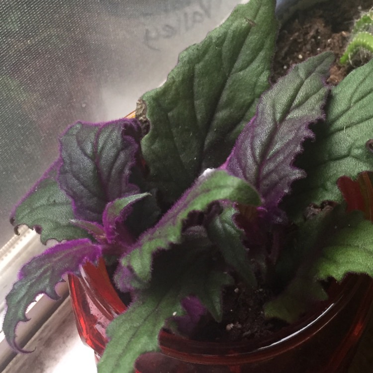 plant image 576281