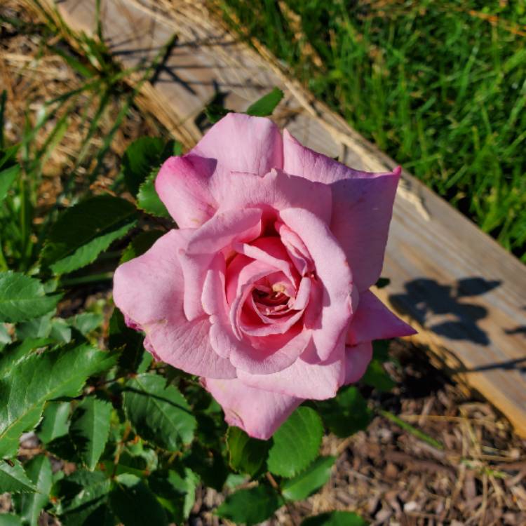 Plant image Rosa 'Belinda's Dream' syn. Rosa 'Belinda's Rose'