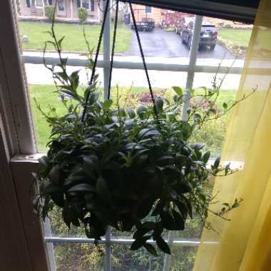 Wax Plant