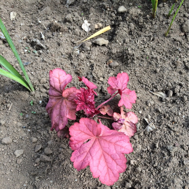 Plant image Heuchera 'Georgia Peach'