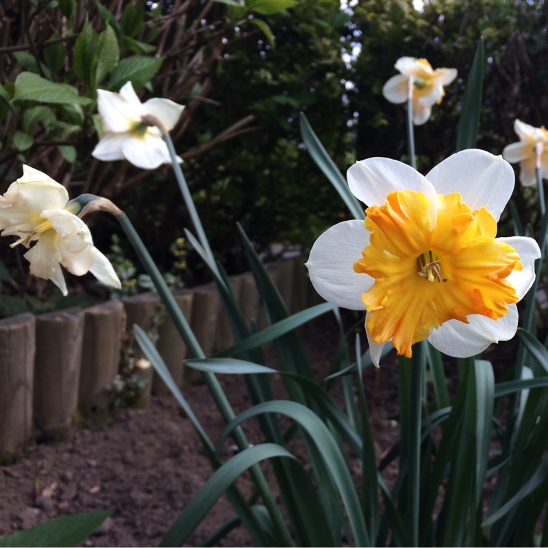 plant image 50883