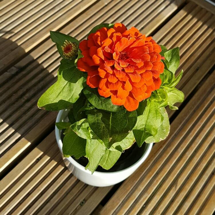 Plant image Zinnia elegans 'Orange King'