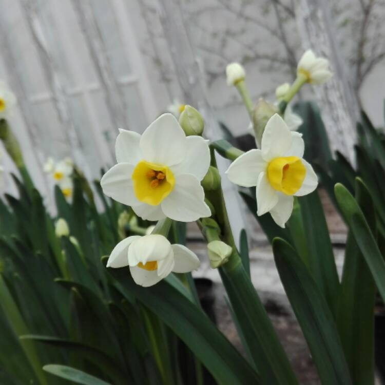 Plant image Narcissus 'Canaliculatus'