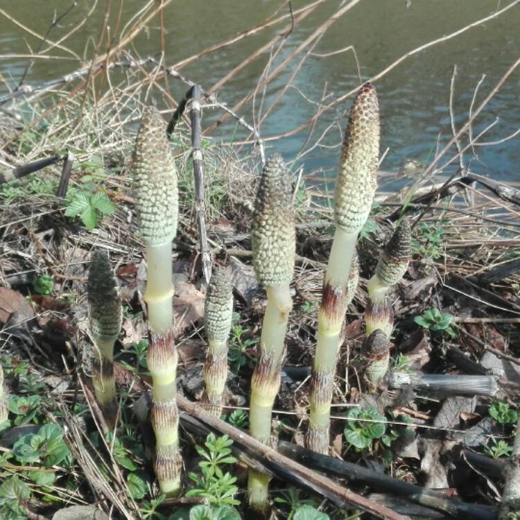 Plant image Equisetum Hyemale syn. Equisetum Japonica