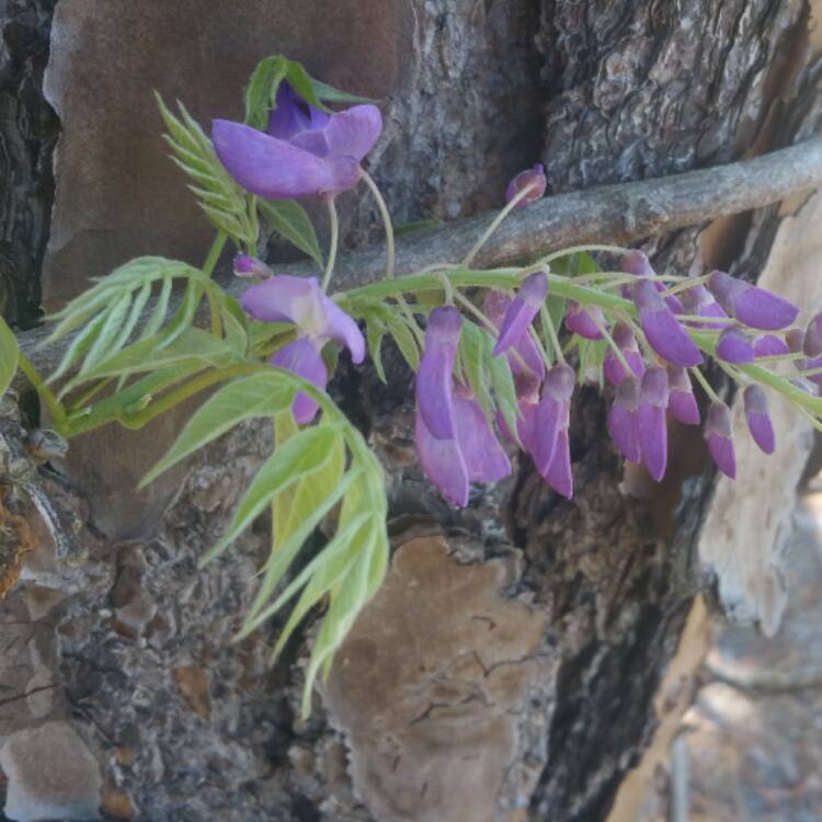 Plant image Wisteria sinensis 'Amethyst Falls'