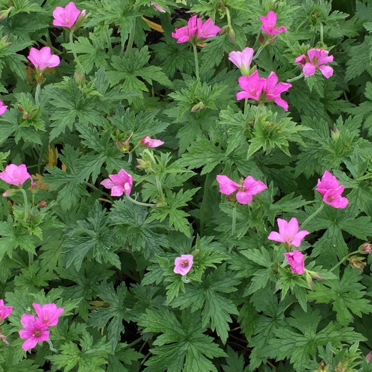 plant image 424592