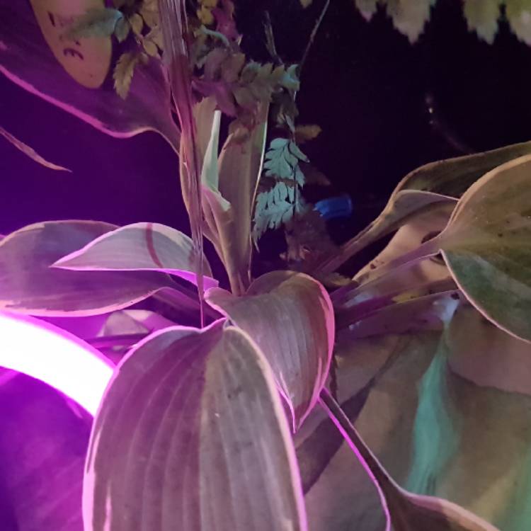 plant image 852976