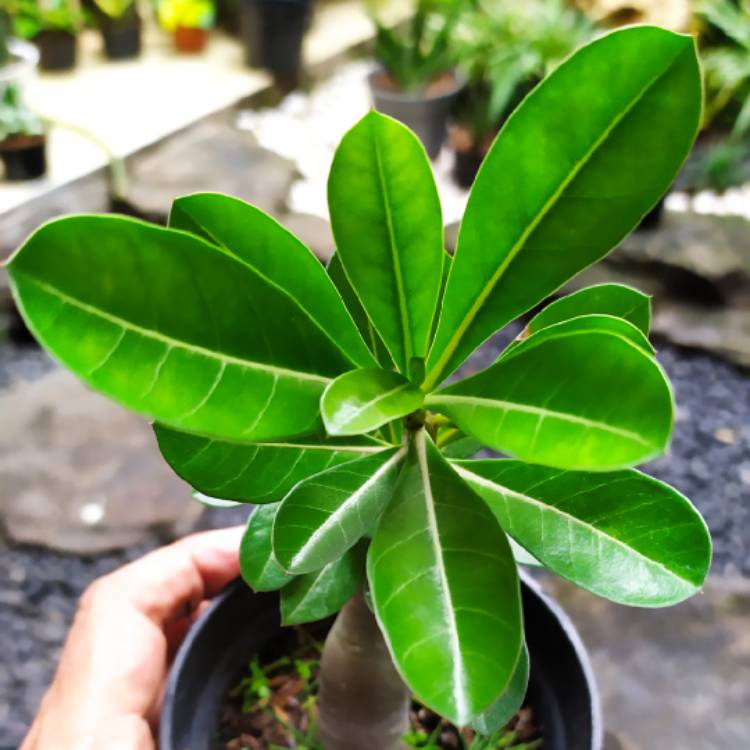 Plant image Adenium Obesum Shada