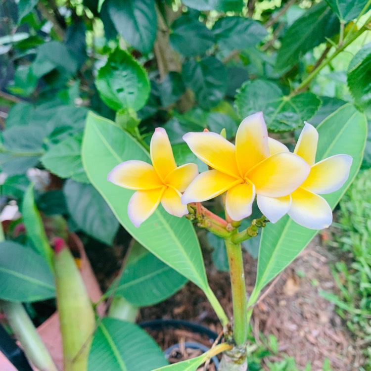 plant image 1059543