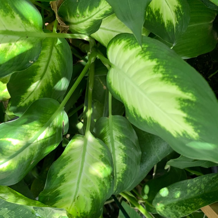 plant image 1150873
