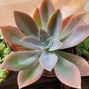 xGraptoveria Fred Ives
