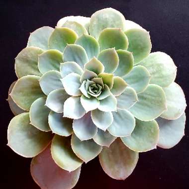 Echeveria Domingo