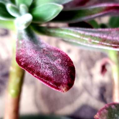 Echeveria Harmsii