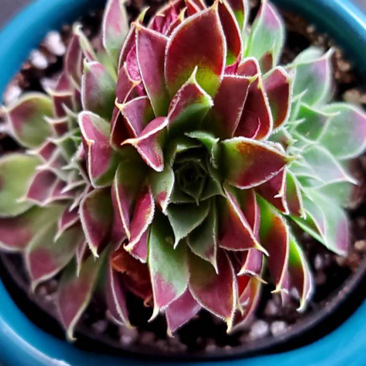 plant image 1207164
