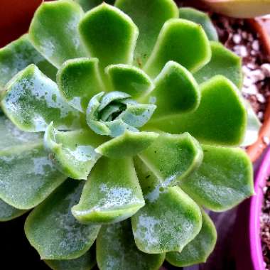 Echeveria Elegans