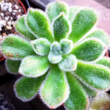 Echeveria Doris Taylor