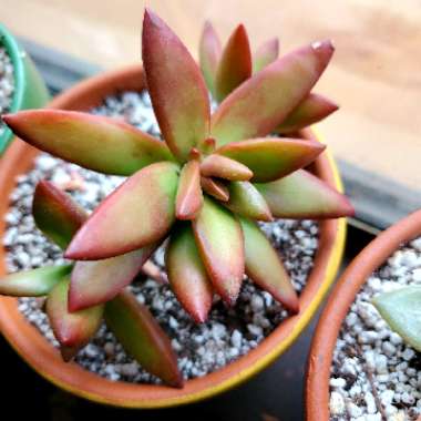 Sedum Adolphi cv. Firestorm