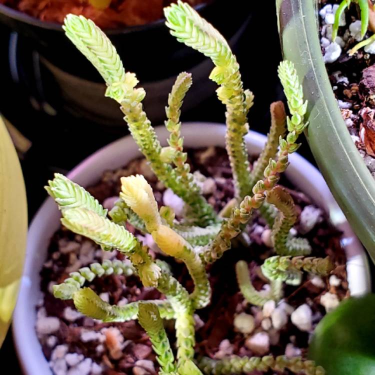 Plant image Crassula muscosa var. variegata