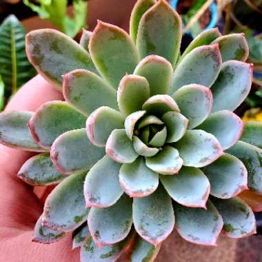 Echeveria Violet Queen