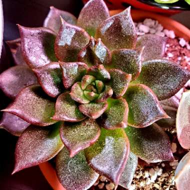 Echeveria Black Prince