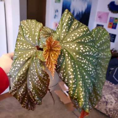 Begonia coccinea