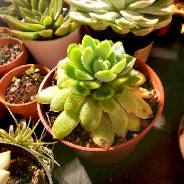 Echeveria Elegans Hybrid
