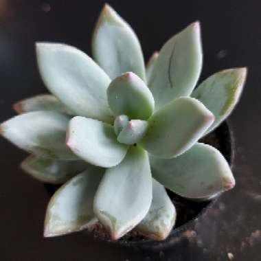 x Pachyveria Powder Puff