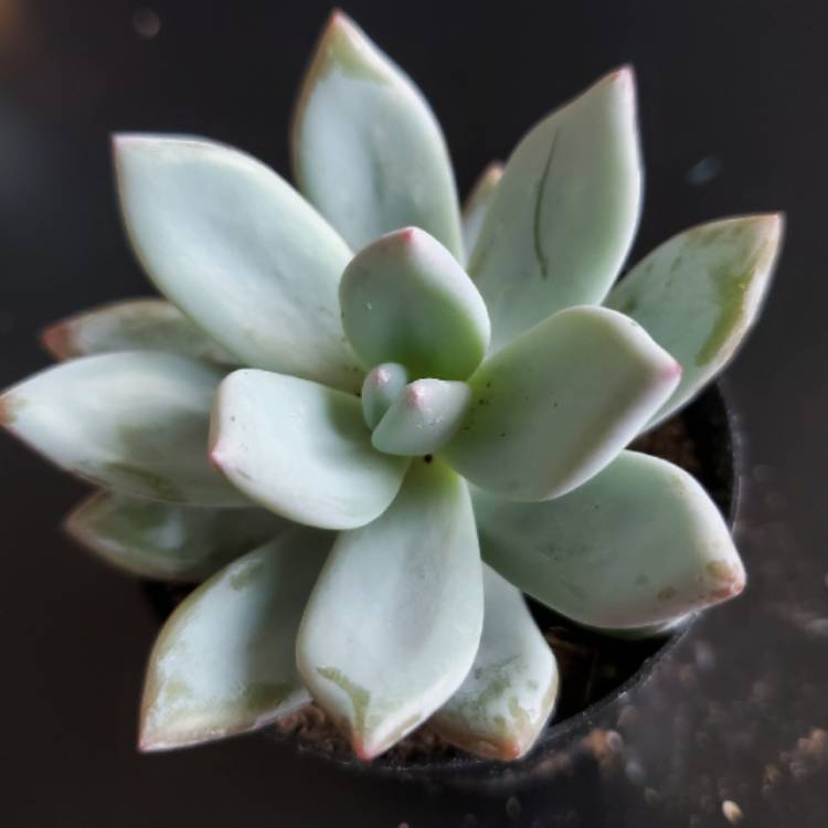 Plant image x Pachyveria Powder Puff