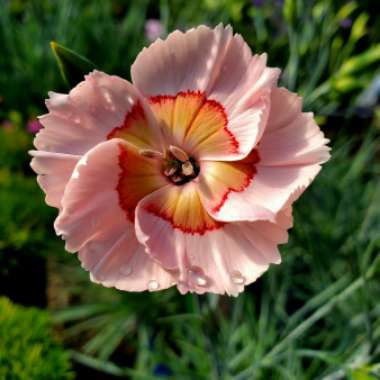 Dianthus allwoodii 'Tequila Sunrise'