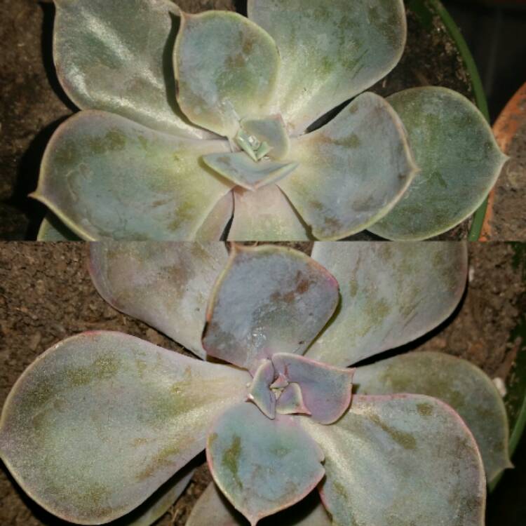 plant image 601706 plant image 601706