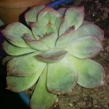 Echeveria Hercules