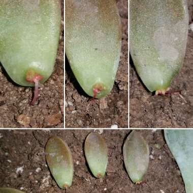 x Graptosedum Bronze