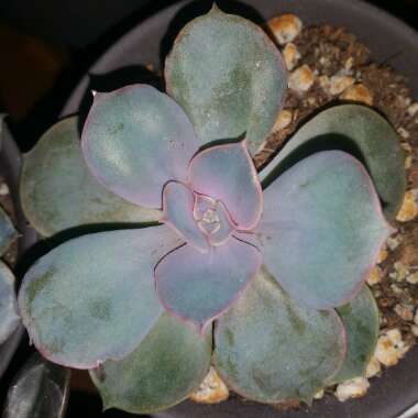 Echeveria Perle Von Nurnberg