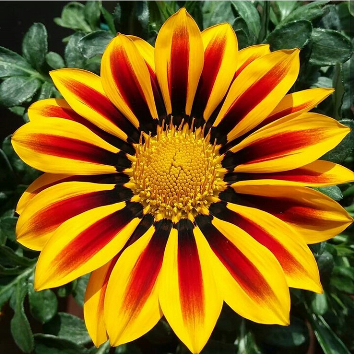 Plant image Gazania 'Daybreak Red Striped'
