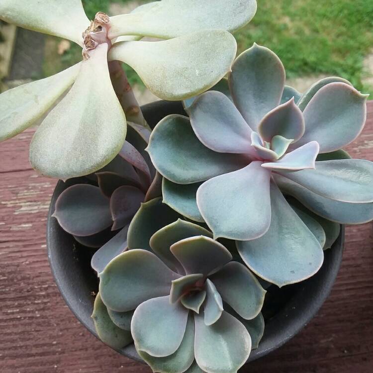 plant image 811524 plant image 811524