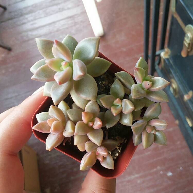 plant image 811528 plant image 811528