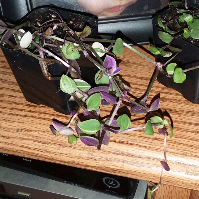 Plant image Callisia repens 'Bianca'