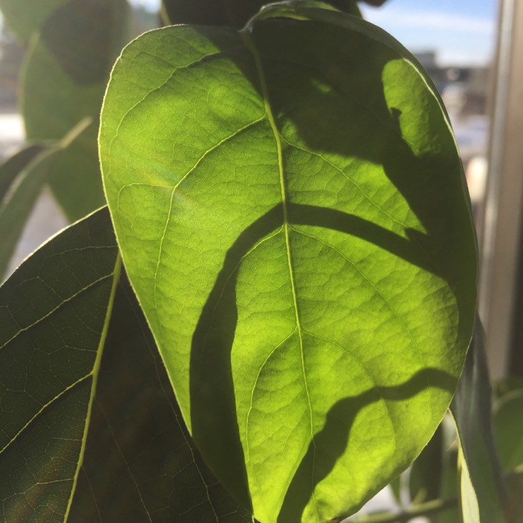 plant image 624330