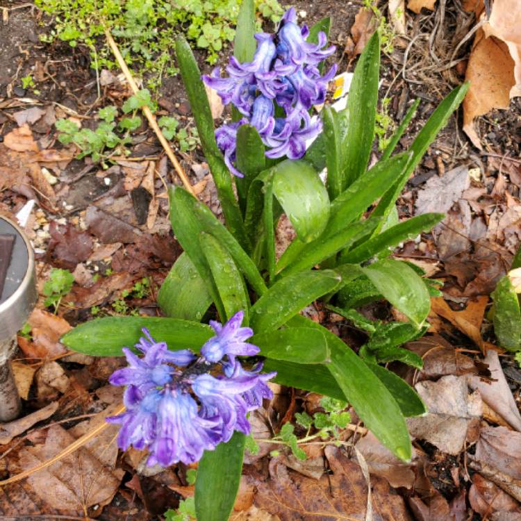 Plant image Muscari neglectum