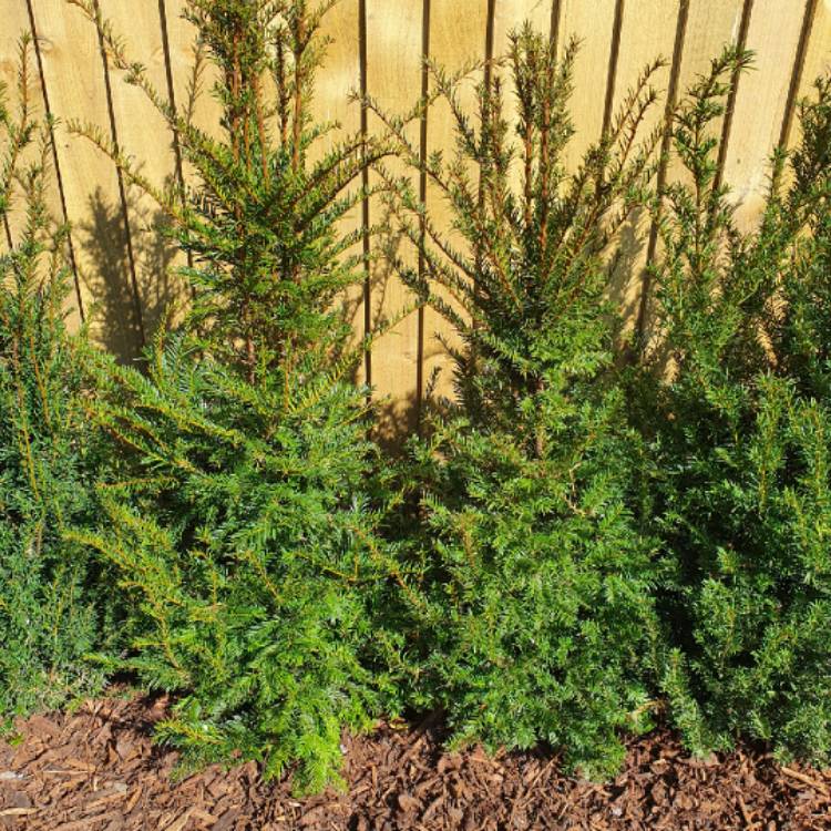 plant image 1254055