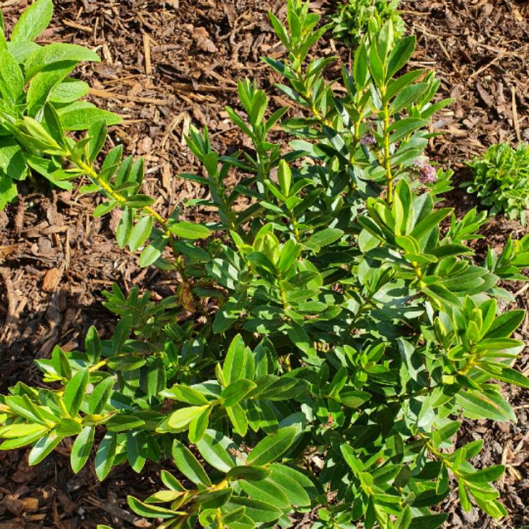 plant image 1254056