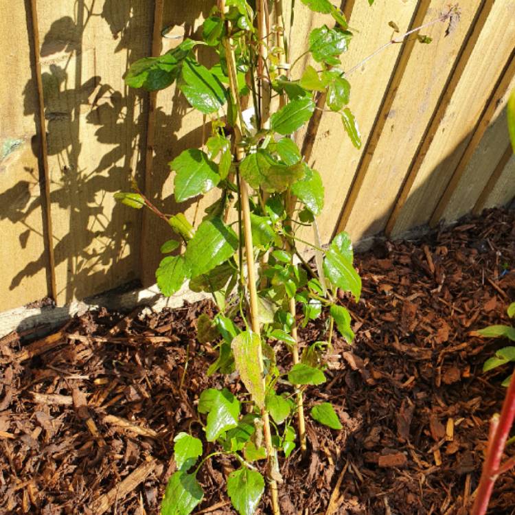Plant image Clematis cirrhosa 'Wisley Cream'