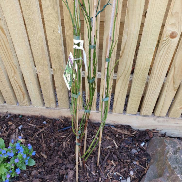 plant image 1254114 plant image 1254114