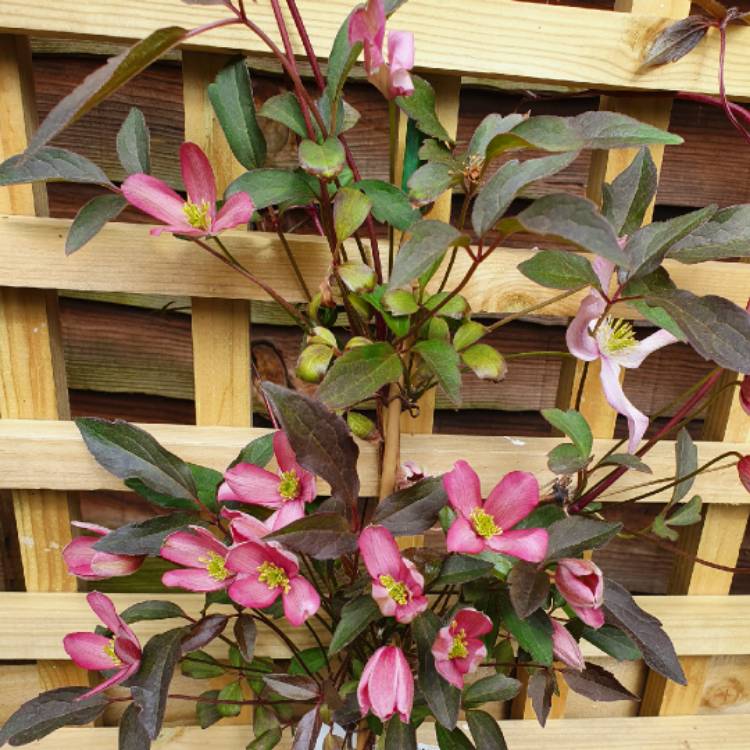 plant image 1268147 plant image 1268147