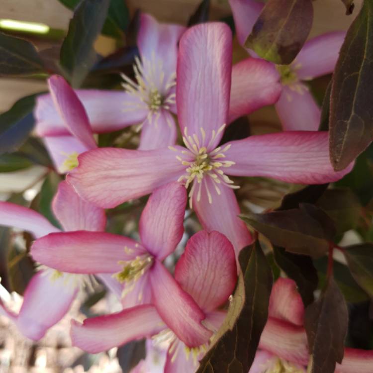 plant image 1275083 plant image 1275083