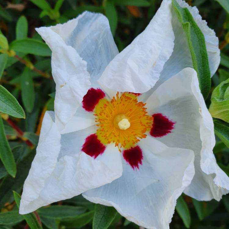 Plant image Cistus x dansereaui 'Decumbens' syn. Cistus x lusitanicus 'Decumbens'