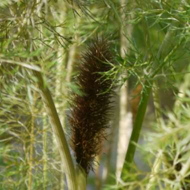 Foeniculum vulgare 'Giant Bronze' syn. Ferula 'Giant Bronze', Ferula communis 'Giant Bronze'