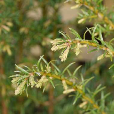 Taxus baccata